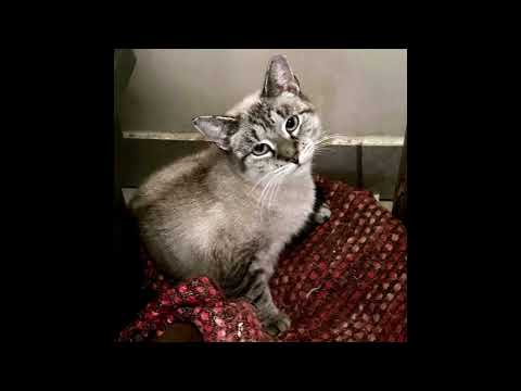 Juliet, an adopted Domestic Short Hair in Kew Gardens, NY_image-1