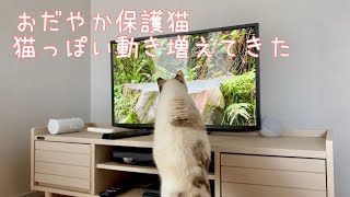 寝てばかりの元野良猫に森と鳥の映像見せてみた : 保護猫モネ