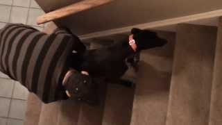 Teaching a foster greyhound to do stairs