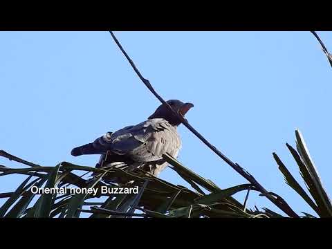 Oriental honey buzzard