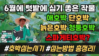 호박심는시기 심는방법 애호박 단호박 늙은호박 청둥호박 스파게티호박 6월에심는작물
