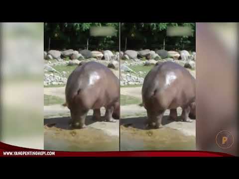 kombi-heppiii-kuda-nil