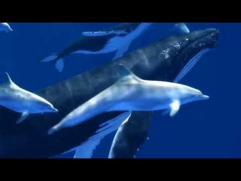 A Tale of Whales - Trailer