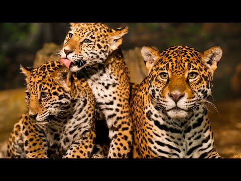 Cuidado / Onça Pintada uns dos Animais mais Perigosos da Selva