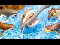 Scary shark plastic model -Dinosaur & Godzilla Stopmotion-