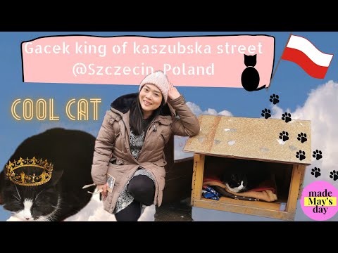 EP4 Gacek king of cats Szczecin Poland