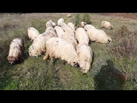 Ovce pramenke pasu travu - Bosna - Bosnia - Bosnien - Bosnie - 09.11.2022.