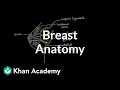 Breast Anatomy