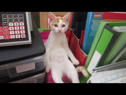 The Weirdest Cat In The World ???????? Funny Cat Videos of 2024
