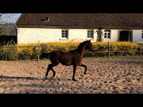 Jährlingshengst von High Motion x Caprimond