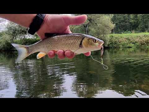 Clean la micro oscilante / micro spoon fishing for chub (every cast a bite)