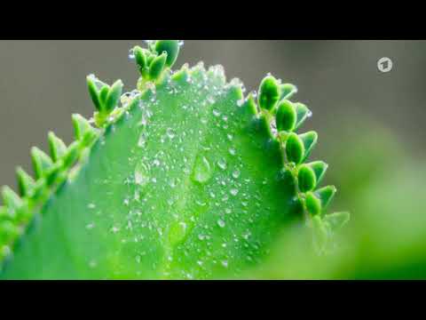 Wie sollten Luftpflanzen wie Tillandsien bewässert werden?