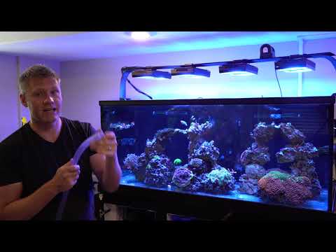 How to Manually Remove Detritus From Tank