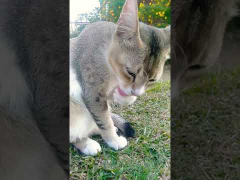 Cute Cat cleaning himself ||cute Cat cleaning his paws and face 🐈