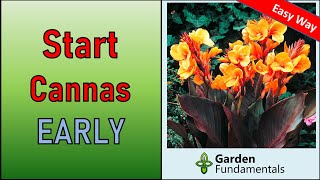 Easy Method for Starting Cannas Early for Bigger Plants and More Flowers