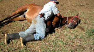preview picture of video 'Laying Down a Horse in Monteverde Costa Rica Marvin with Gladiator 001.avi'