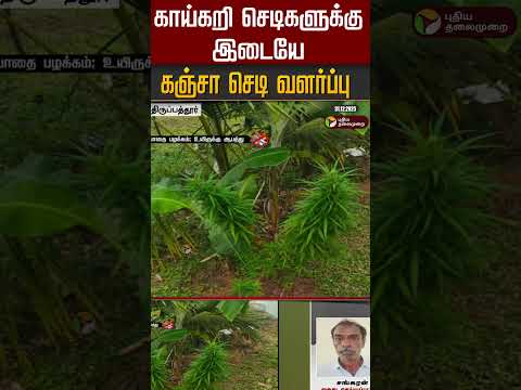 காய்கறி செடிகளுக்கு இடையே  கஞ்சா செடி வளர்ப்பு | #shorts
