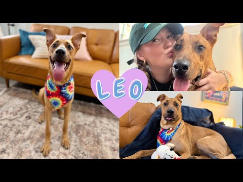 Leo Lovebug, an adoptable Labrador Retriever & Shepherd Mix in Austin, TX_image-1