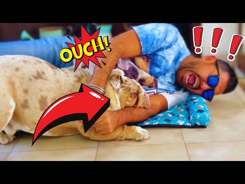 NEVER, but NEVER STEAL your dog's food