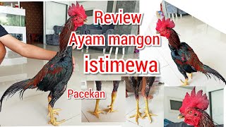 Download lagu REVIEW AYAM MANGON ISTIMEWA AYAM BANGKOK PACEKAN K... mp3