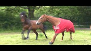 The Weird and Wonderful World of Boo