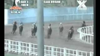 PRCI 030814 R04 2 JENNY'S CAT (A)