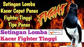 Download lagu SETINGAN LOMBA KACER TIPE PANAS (FIGHTER TINGGI) mp3 Download lagu SETINGAN LOMBA KACER TIPE PANAS (FIGHTER TINGGI) mp3