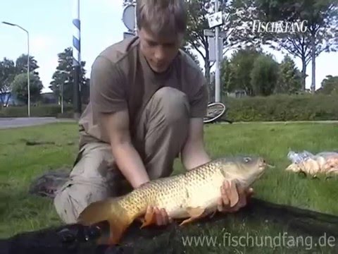 Carp on the surface with Matze Koch