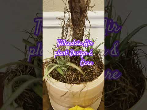 , title : 'Tillandsia Air plant Design & Care'