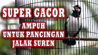 Download lagu JALAK SUREN INI JADI PANCINGAN DAN MASTERAN BURUNG JALAK LANGSUNG IKUT BONGKAR ISIAN #jalaksuren mp3