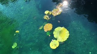 4K Beautiful Sunshine With leaves and Trees #4K Nature Video