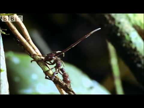 Cordyceps attack of the killer fungi  Planet Earth Attenborough BBC wildlife