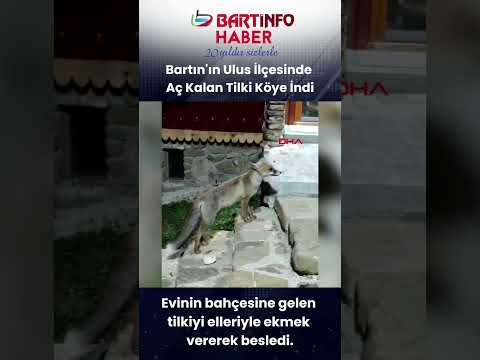 Bartın’da Ellerden Ekmek Yiyen Tilki! 🦊❤️