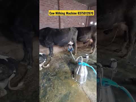 Milking Machine videos