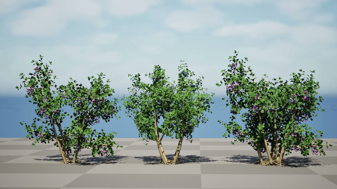 Highbush Blueberry Vaccinium Cory Bluecrop 3D Модель