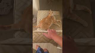 Puss in boots the last wish movie review with Richard & Harriet 🐱📽