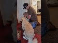 Family Introducing Baby to Pet Dog for the First Time - #shorts