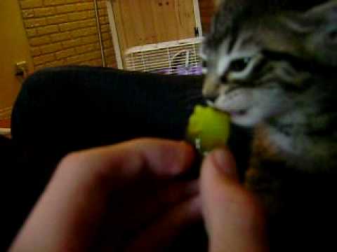 Kitten Eating Pickles - YouTube