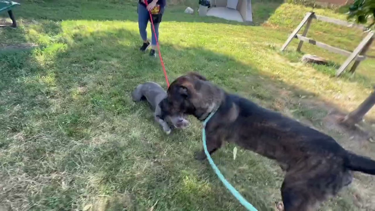 Istanbul's Leash Test
