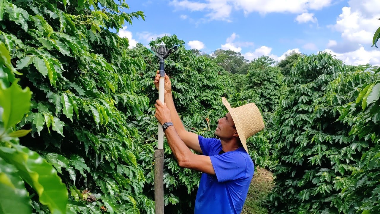 CAFÉ 🌱 IRRIGAÇÃO NÃO É DO JEITO QUE as PESSOAS PENSA