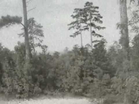 Aura Fresh - Kis Erdei Schéta (original version)