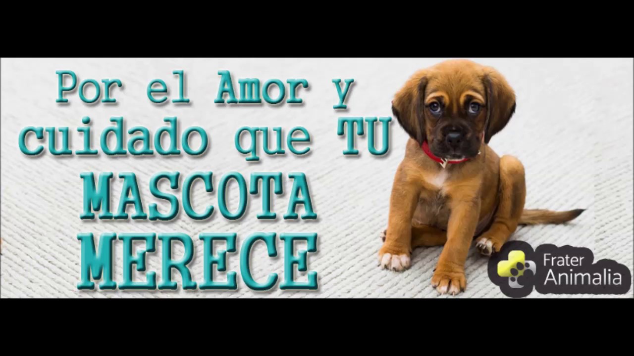 Watch Desparasitante natural (interno y externo) para mascotas Healthy Shield Now Desparasitante natural (interno y externo) para mascotas Healthy Shield