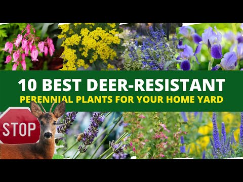 家の庭に最適な鹿に強い多年草 10 選 🌻 鹿に強い多年草 🦌