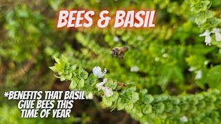 Sweet Basil, Busy Bees — A Perfect Garden Match! || DHBG