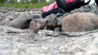 preview picture of video 'Carrying the canoe & stuff over a dam in the river Iijoki'