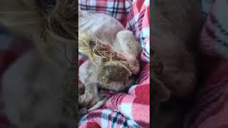 BROCK IS SEVERELY MATTED TO HIS SKIN PURE NEGLECT! BROCK IS SEVERELY MATTED TO HIS SKIN PURE NEGLECT!