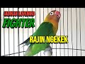 Suara Burung Lovebird Ngekek Panjang Ini Cepat Jadikan Lovebird FIGHTER Rajin Ngekek