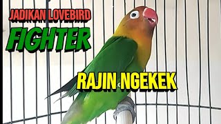 Download lagu Suara Burung Lovebird Ngekek Panjang ini, Cepat Jadikan Lovebird FIGHTER Rajin Ngekek mp3 Download lagu Suara Burung Lovebird Ngekek Panjang ini, Cepat Jadikan Lovebird FIGHTER Rajin Ngekek mp3