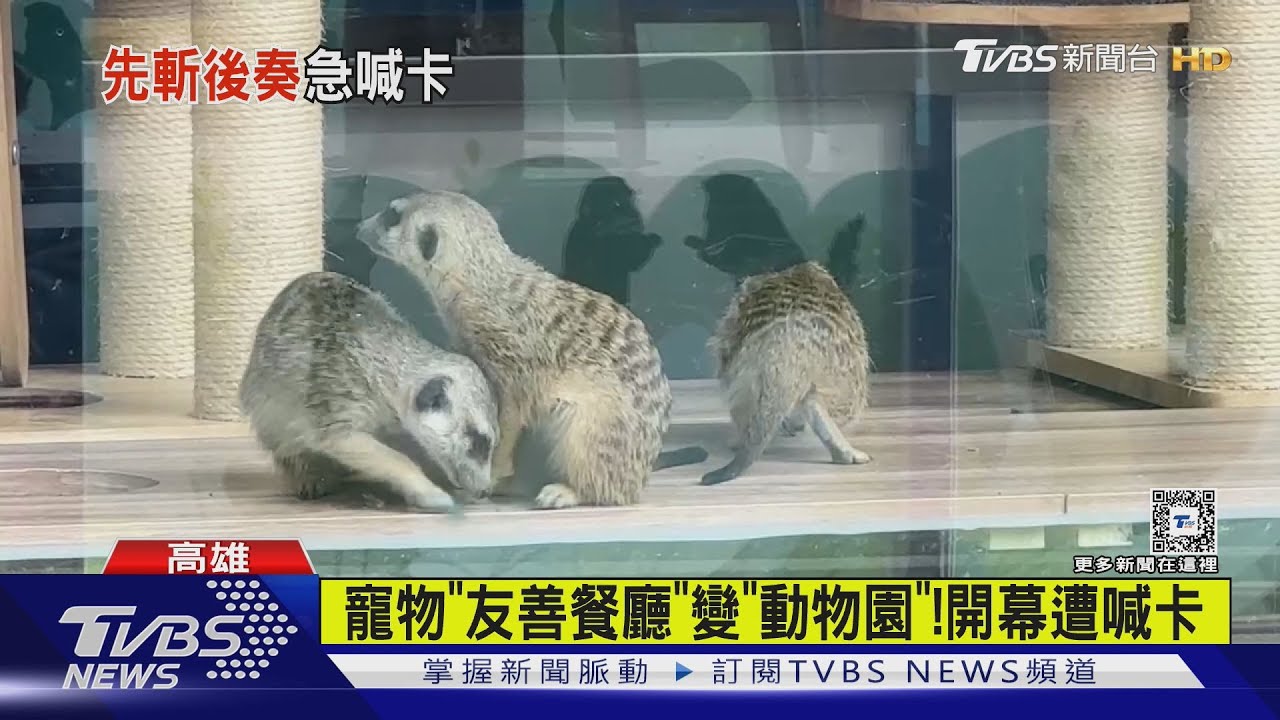 公園養水豚、羊駝!寵物「友善餐廳」變互動園區 開幕遭喊卡
