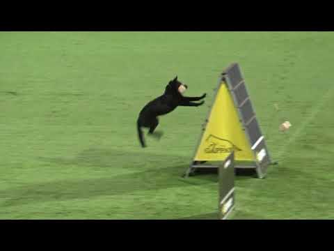 2019 WUSV WM in Modena 40 GER‐4 WOLFGANG RUSS JR  APOLLO VOM SCHLOSS SOLITUDE B82